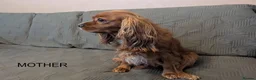 Cavalier King Charles Spaniel dogs for sale: Gorgeous Cavalier King Charles Spaniel - Advert 1