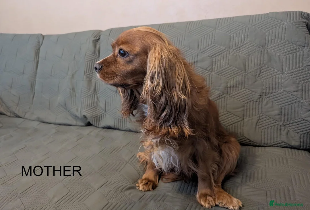 Cavalier King Charles Spaniel dogs for sale: Gorgeous Cavalier King Charles Spaniel - Advert 1