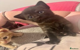 Domestic Shorthair cats for sale: 2 Female Kittens  - Image 7
