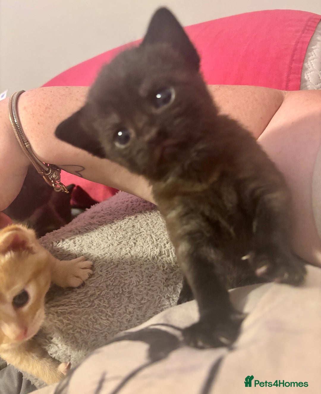 Domestic Shorthair cats for sale: 2 Female Kittens  - Image 7