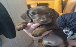 Miniature Dachshund dogs for sale: 6 beautiful miniature Dachshund 7 weeks old - Image 19