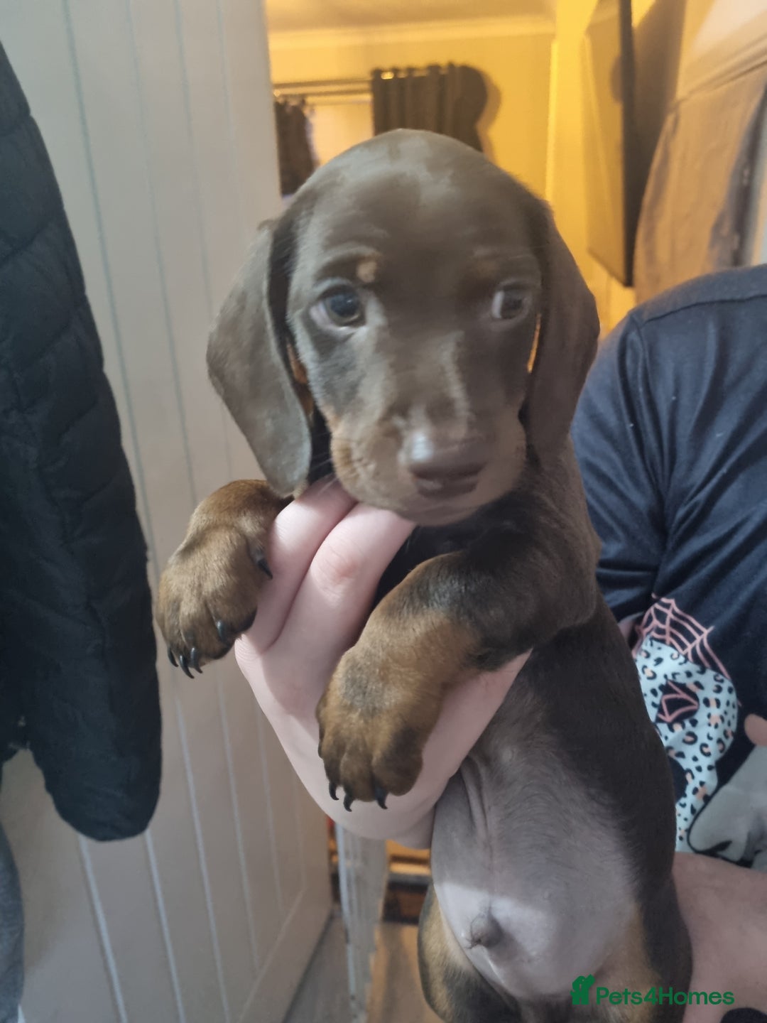 Miniature Dachshund dogs for sale: 6 beautiful miniature Dachshund 7 weeks old - Image 19