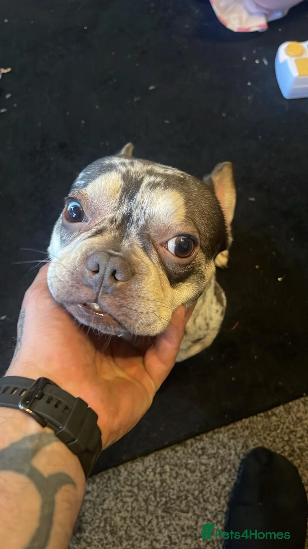 French Bulldog dogs for sale: Chocolate Merle French Bulldog PEDIGREE REGISTERED - Advert 3