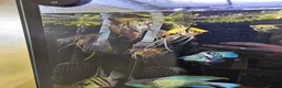 Cichlids fish for sale: Tropical Cichlids - Advert 14