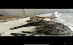 British Longhair cats for sale: Two sisters. Longhair and shorthair  - Image 6