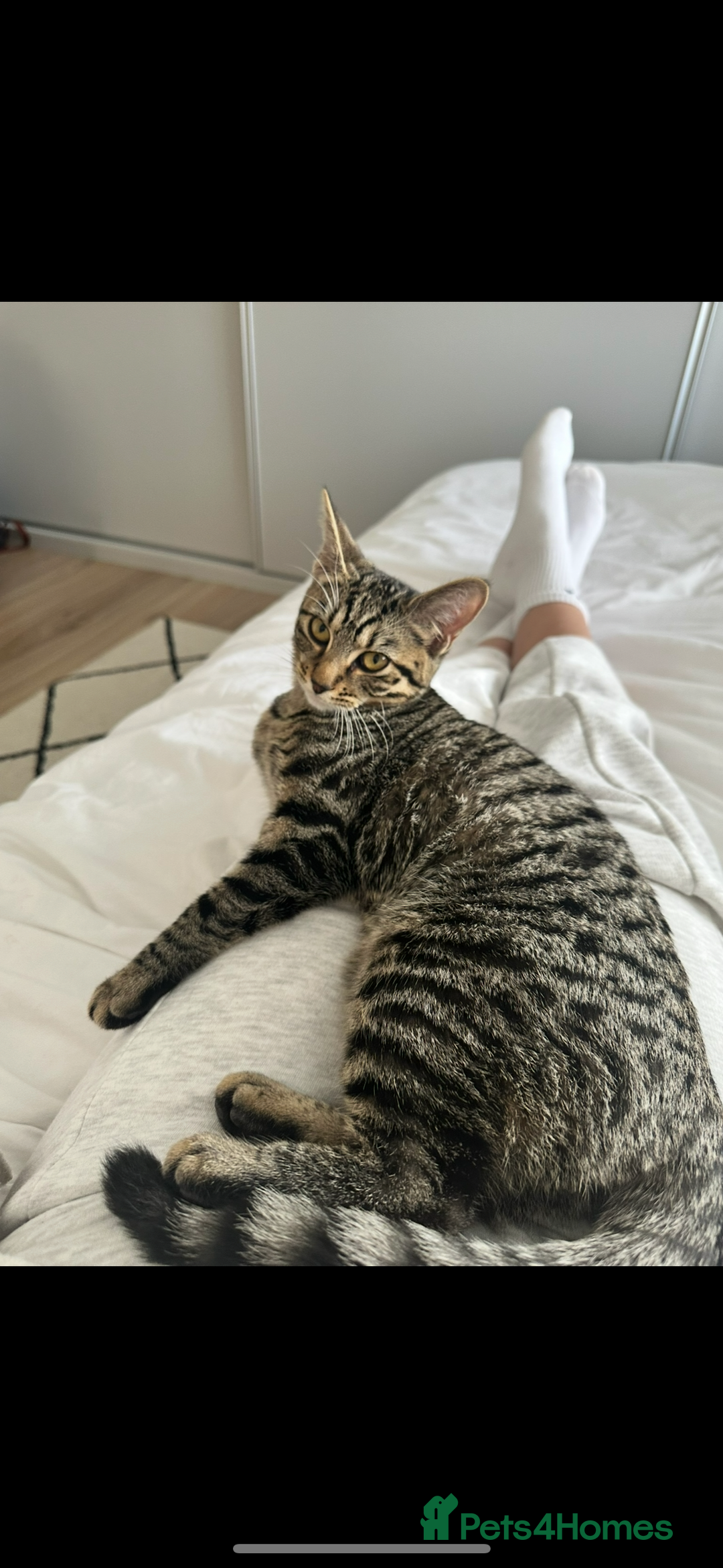 British Longhair cats for sale: Two sisters. Longhair and shorthair  - Image 6