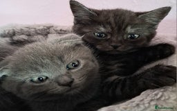 Scottish Fold cats for sale: ❤️Gorgeous Scottish Fold Straight ears kittens❤️ - Image 36