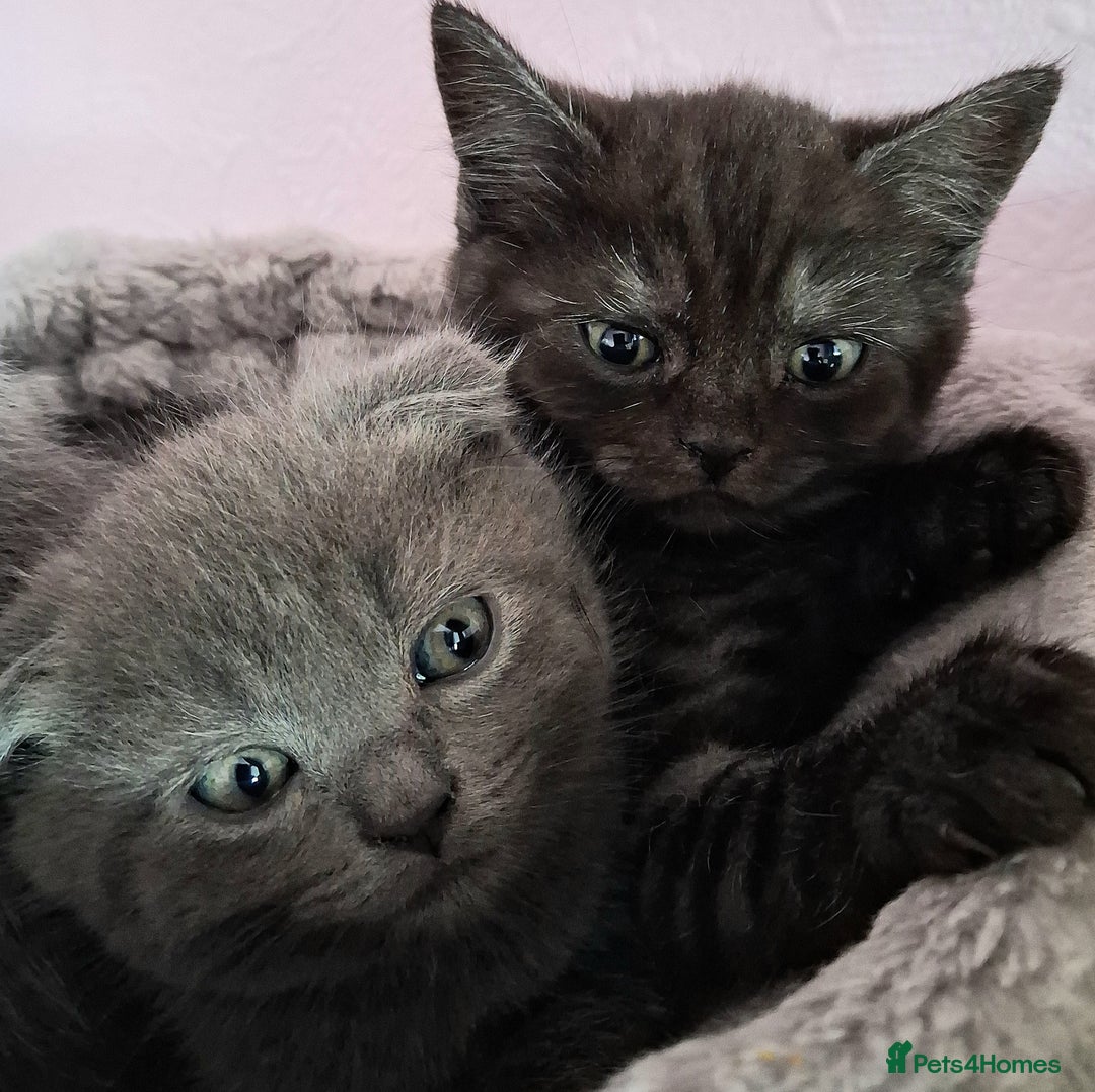 Scottish Fold cats for sale: ❤️Gorgeous Scottish Fold Straight ears kittens❤️ - Image 36