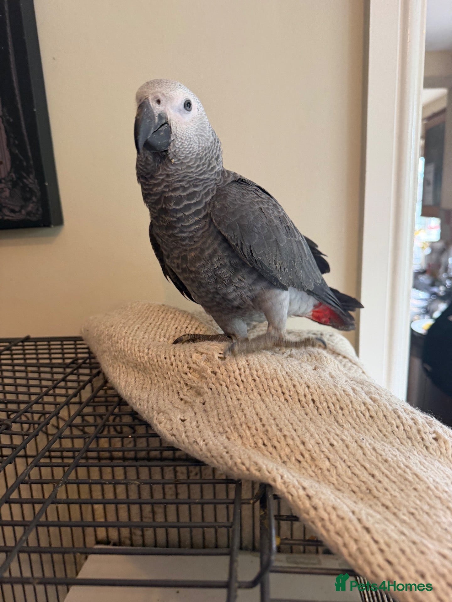 Parrots birds Hand Reared Baby African Grey - Advert 3