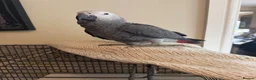 Parrots birds for sale: Hand Reared Baby African Grey - Advert 1