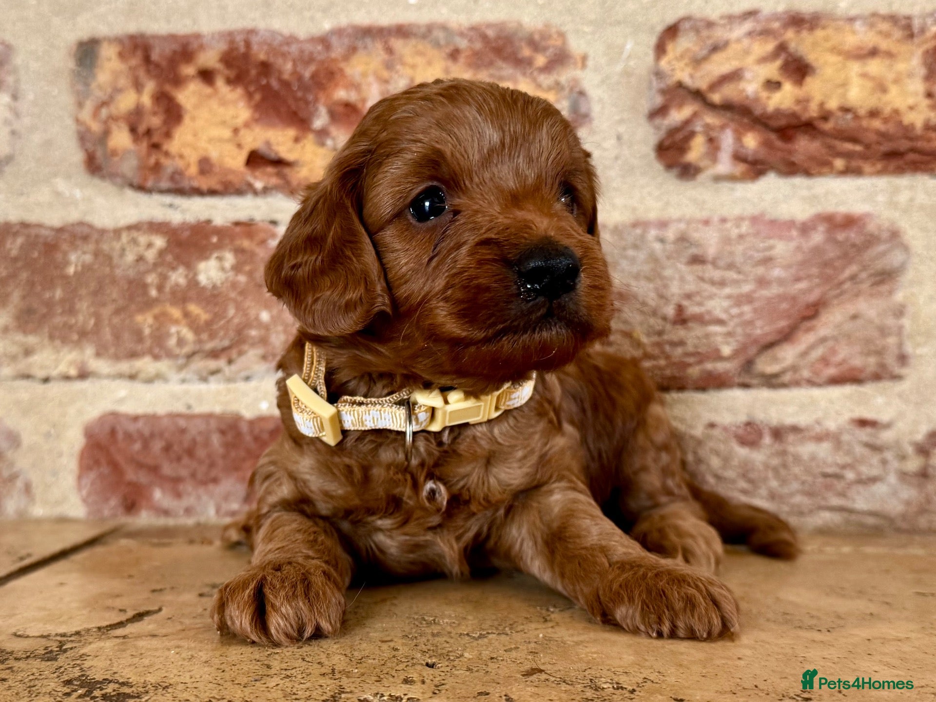 Cockapoo dogs F1b Red cockapoo 🤎 - Advert 1