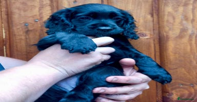 Cocker Spaniel dogs - Advert 14