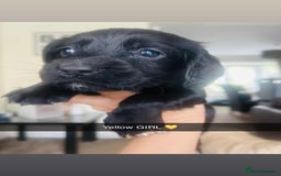 Cocker Spaniel dogs for sale: Cocker spaniel puppies for sale  - Image 7