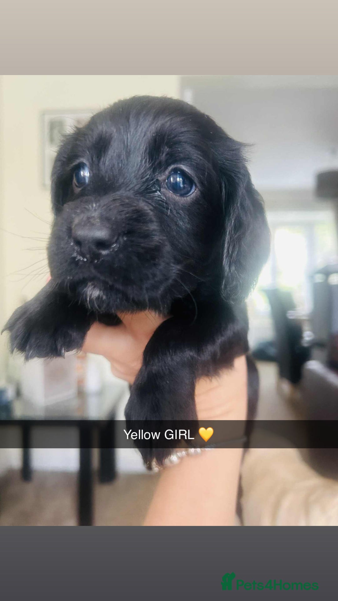 Cocker Spaniel dogs for sale: Cocker spaniel puppies for sale  - Image 7