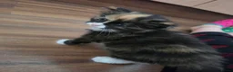 Ragdoll cats for sale: 2 female Kittens.  - Advert 2
