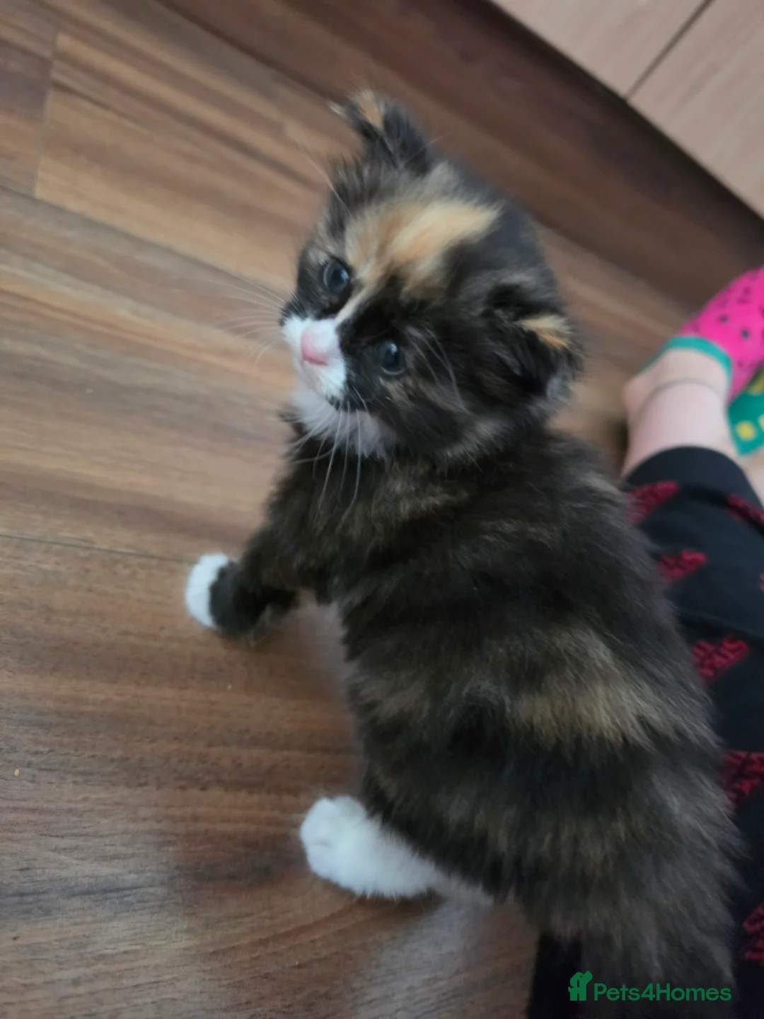 Ragdoll cats for sale: 2 female Kittens.  - Advert 2