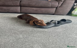 Dachshund dogs for stud: Stud Available — “Rolo” the Chocolate Dachshund  - Image 15