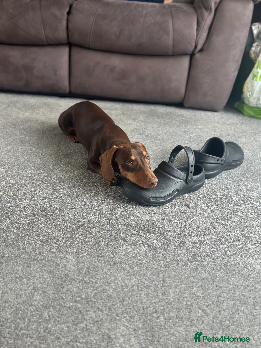 Dachshund dogs for stud: Stud Available — “Rolo” the Chocolate Dachshund  - Advert 15