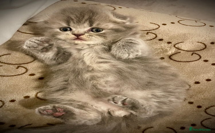Scottish Fold cats - Advert 4