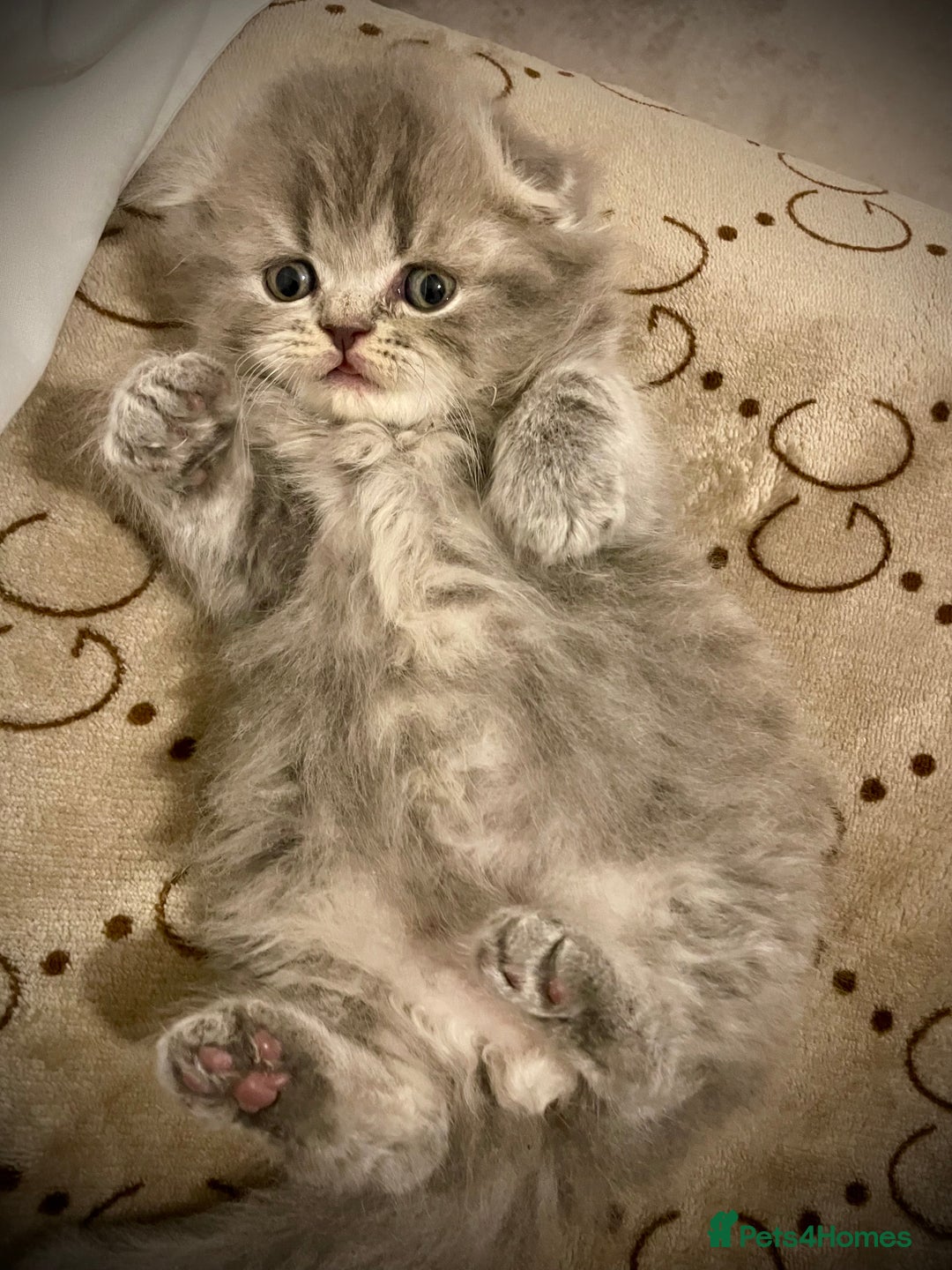 Scottish Fold cats for sale: Selling Adorable Scottish Fold & Straight Kittens - Image 11