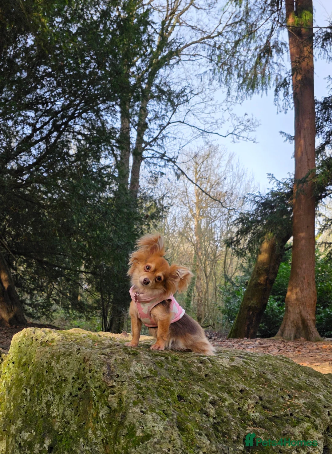 Pomchi dogs for sale: Beautiful female Pomchi  - Advert 2