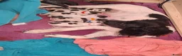 English Springer Spaniel dogs for sale: 8 Springer Spaniel Puppies 7 Weeks Black & White  - Advert 3