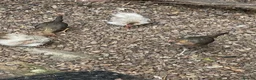Chickens poultry for sale: 5 bantam hens & 1 cockerel bantam - Advert 8