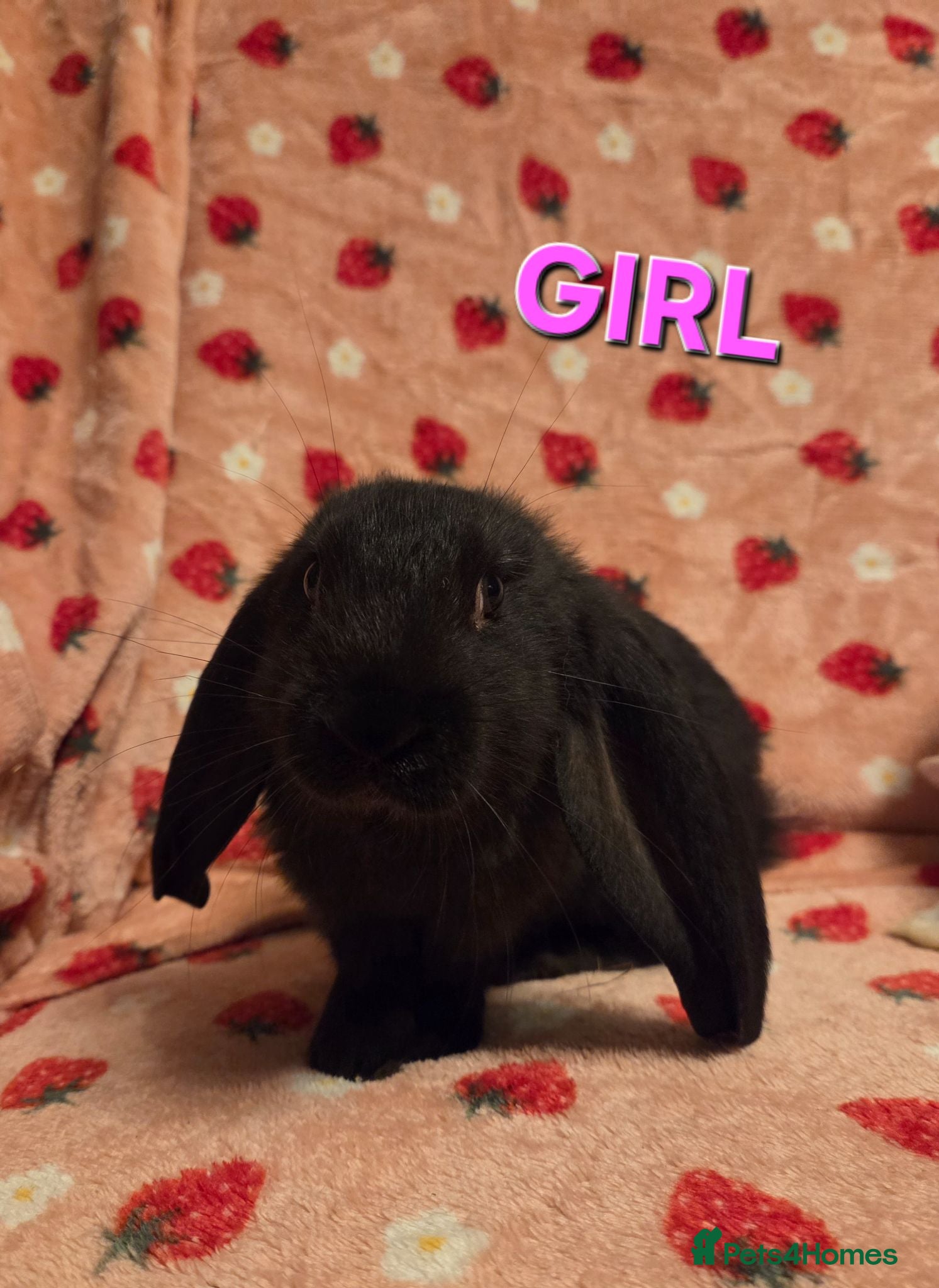 English Lop rabbits VERY TAME Last 2 Giant English Lop Does💗💗 - Advert 2