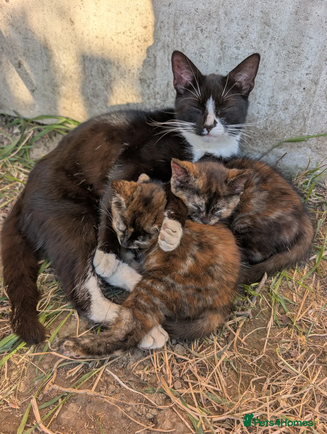 Mixed Breed cats for sale: Tortoiseshell female 2 kittens for sale Barnsley - Advert 1