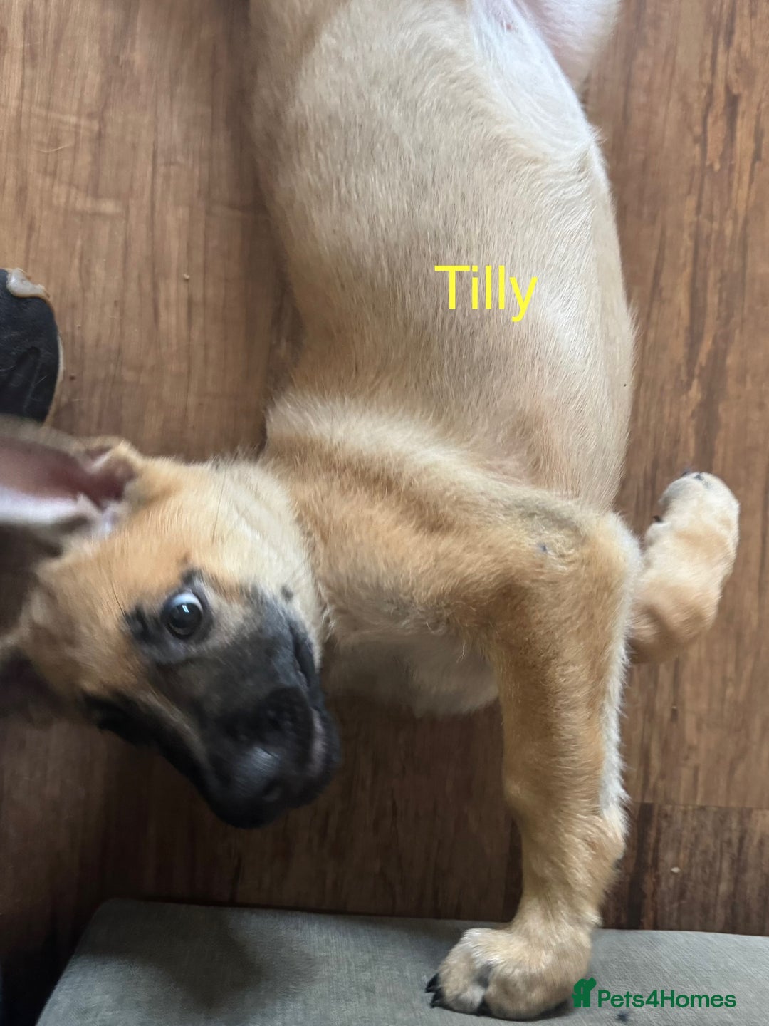 Mixed Breed dogs for sale: Beautiful Inca & handsome Nanuq PUPDATE x5 - Image 30
