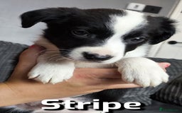 Border Collie dogs for sale: Purebred Border Collie Puppies Tri Intelligent - Image 18