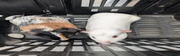 Guinea Pig rodents for sale: 2 female Guinea pigs  in Dartford - Advert 6