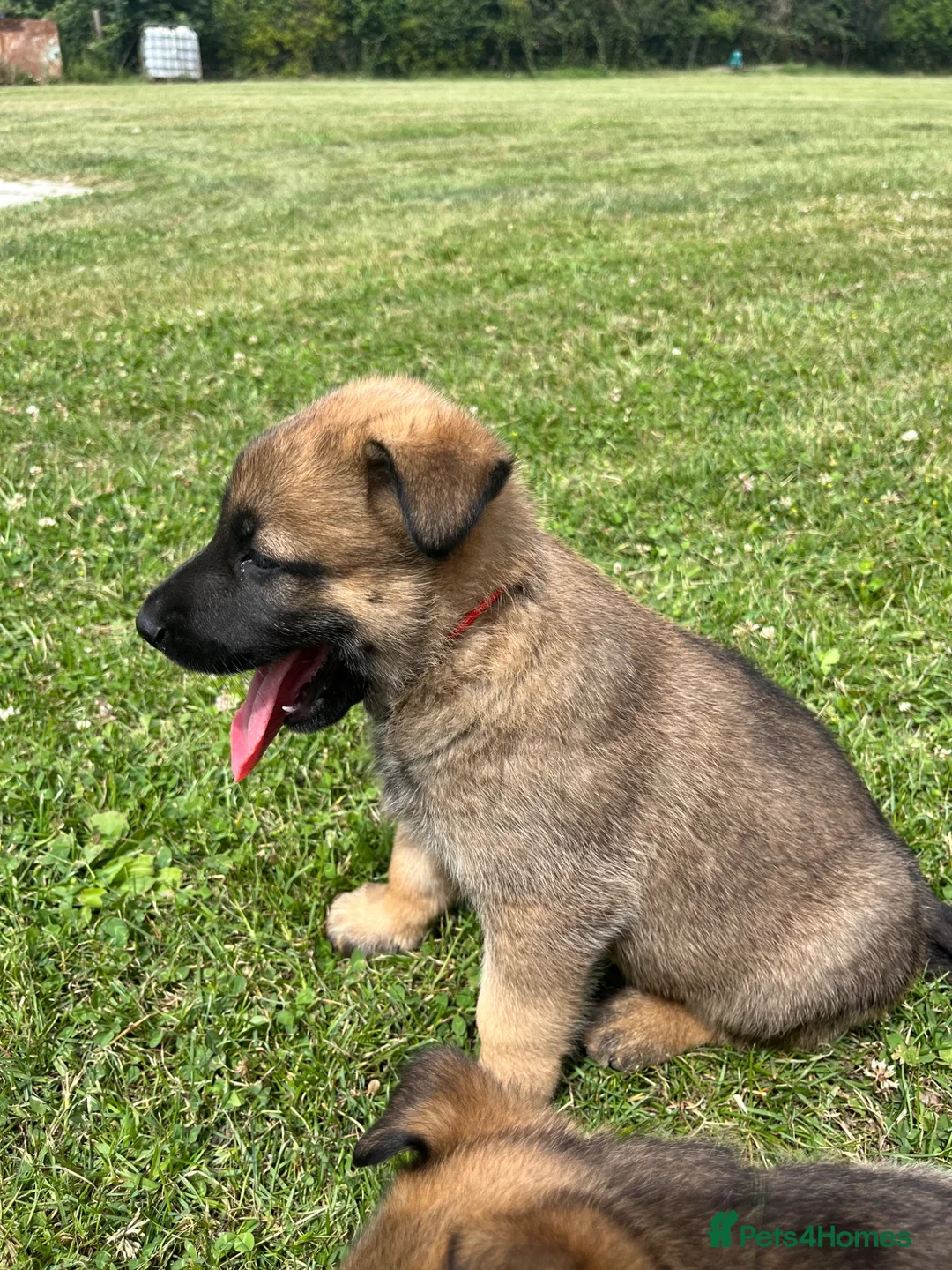 Mixed Breed dogs for sale: Malinios x DDR German Shepard puppies  - Advert 17