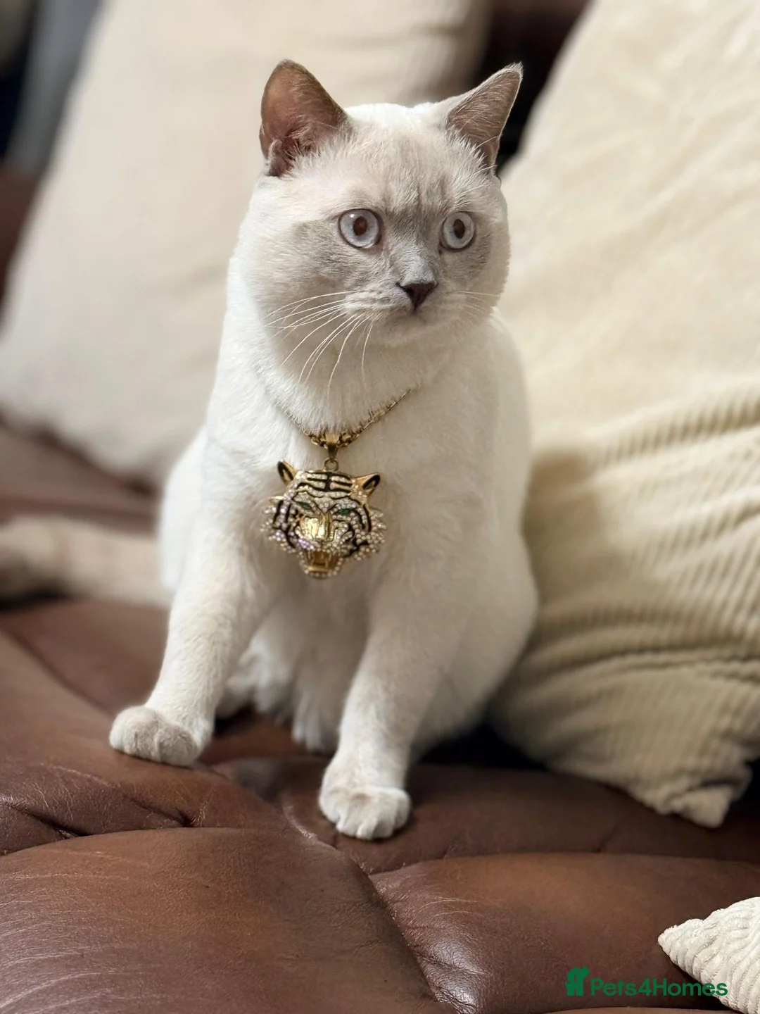 Ragdoll cats for sale: Kittens ready to go - Advert 1