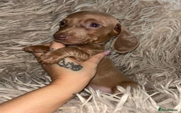Miniature Dachshund dogs for sale: Perfecf kc true miniature dachshunds - Image 25