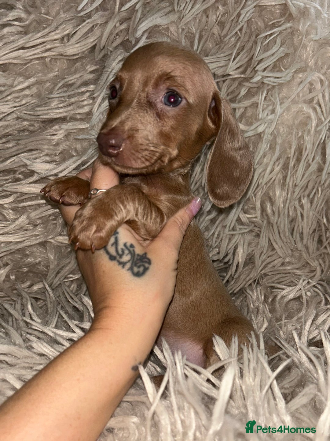 Miniature Dachshund dogs for sale: Perfecf kc true miniature dachshunds - Image 25
