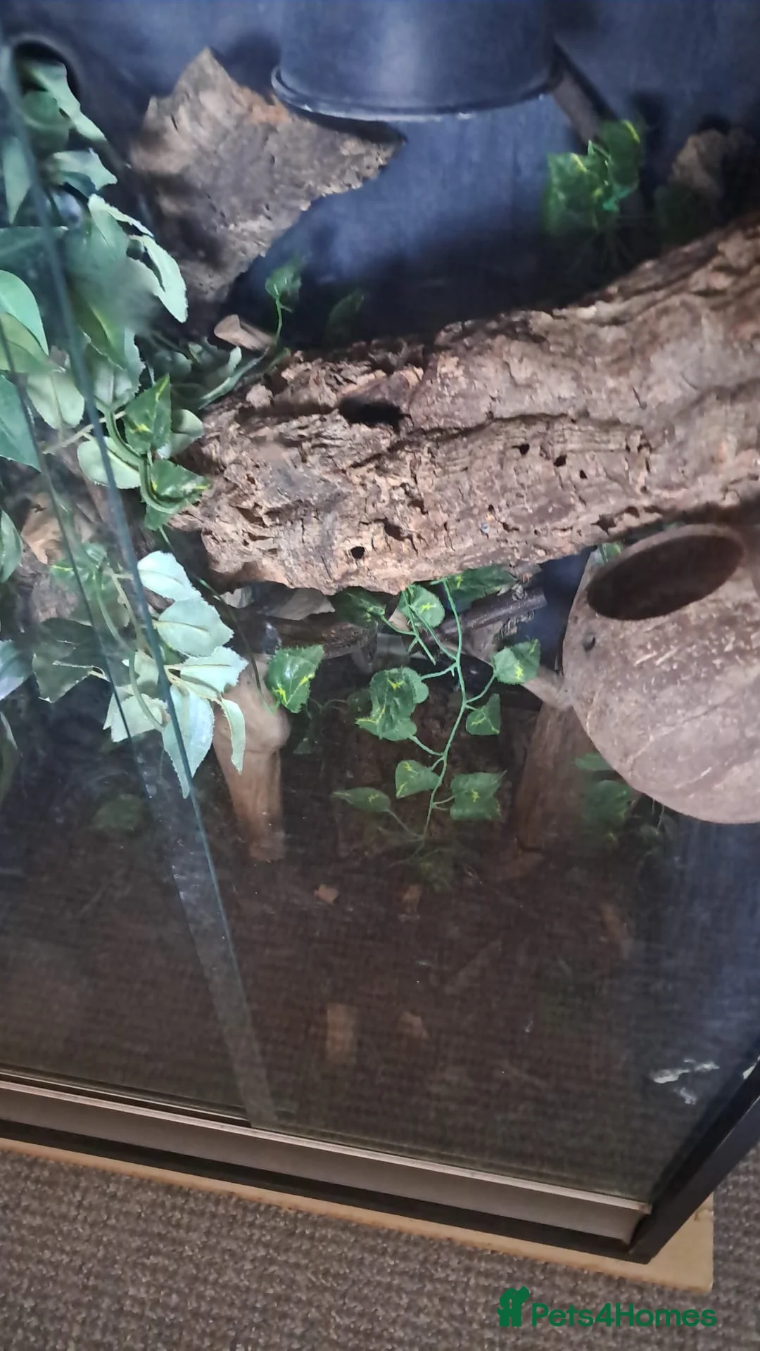 Gecko reptiles for sale: Crested gecko for rehoming  in Wolverhampton - Advert 3