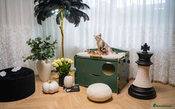 Abyssinian cats for sale: Silver Black Abyssinians-Champion TICA pedigree - Image 8
