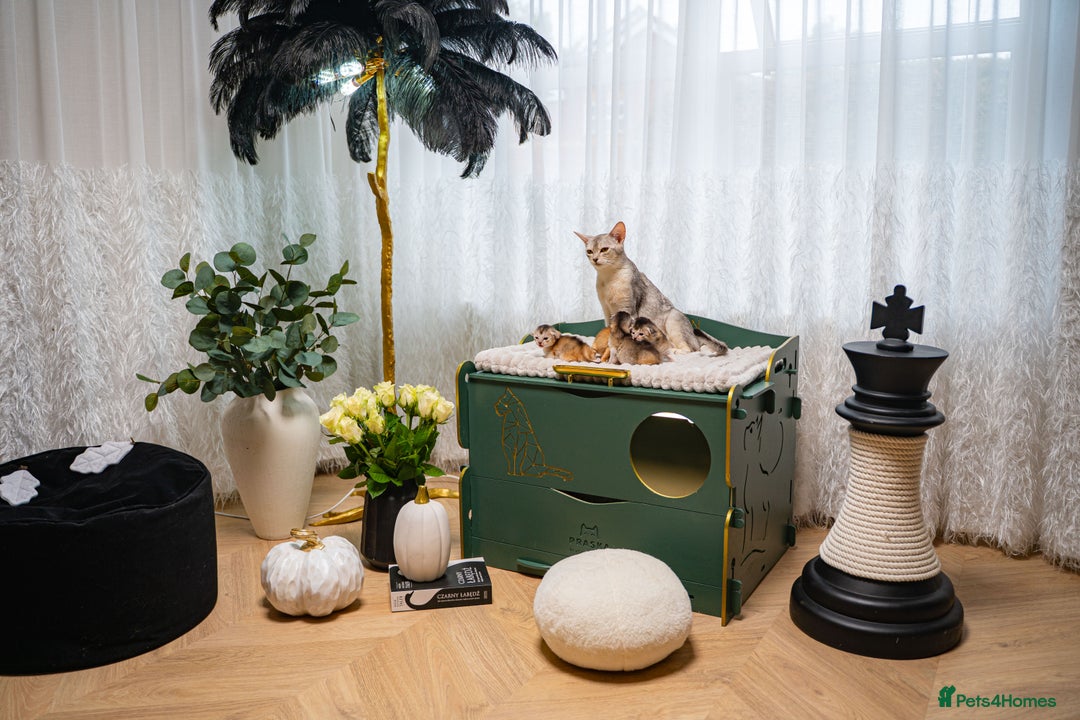 Abyssinian cats for sale: Silver Black Abyssinians-Champion TICA pedigree - Image 8