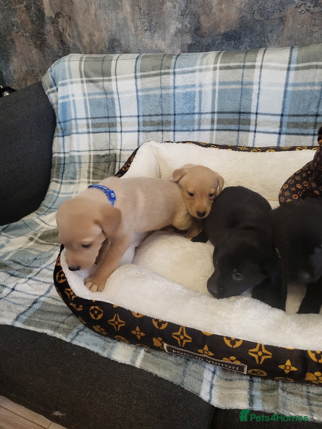 Labrador Retriever dogs for sale: KC registered Labrador Retriever puppies - Advert 9