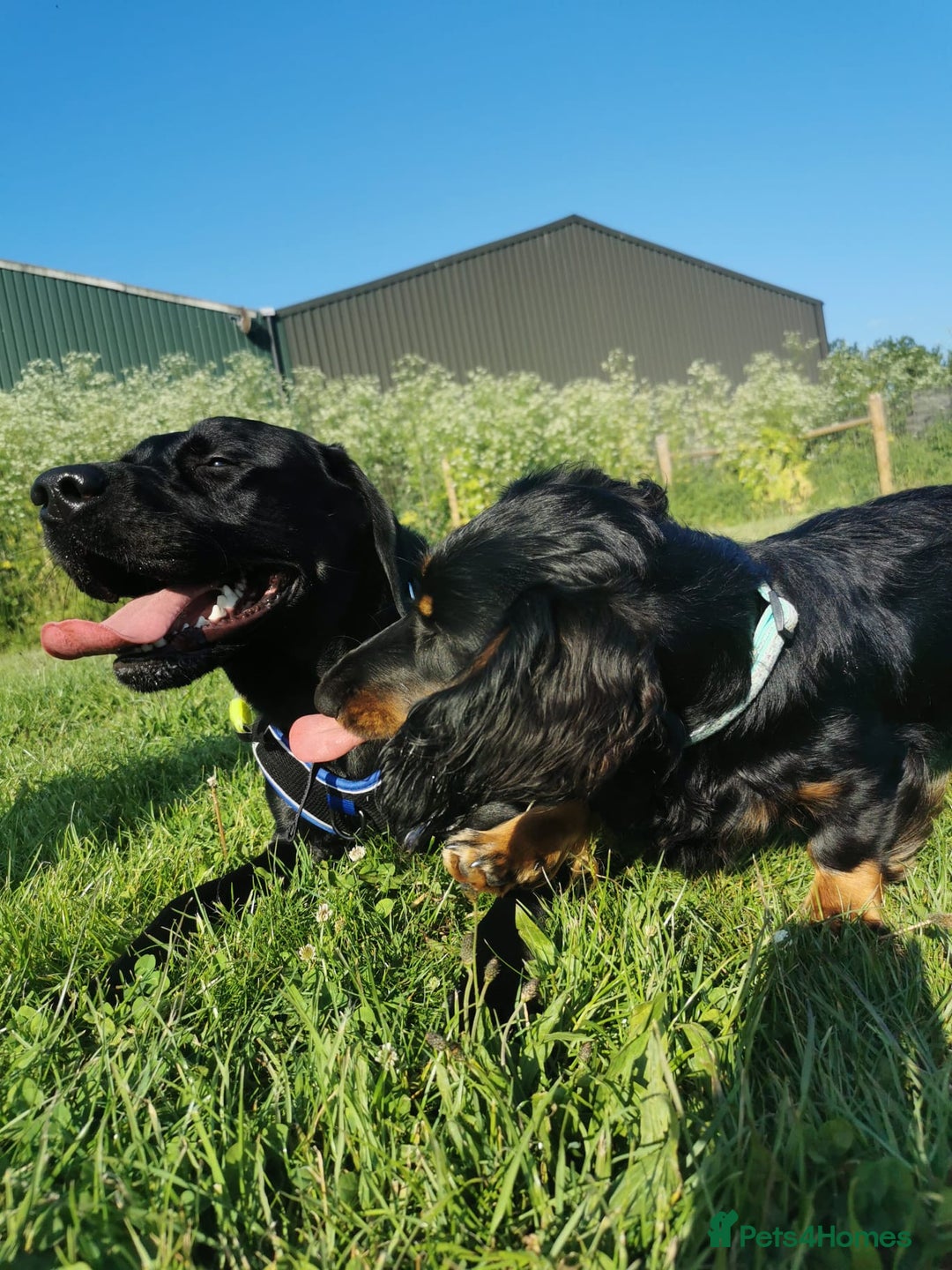 Miniature Dachshund dogs for sale:  long haired miniature dachshund male KC registere - Advert 23