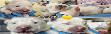 Samoyed 3