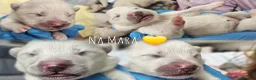 Samoyed dogs for sale: We are already here  - Advert 9