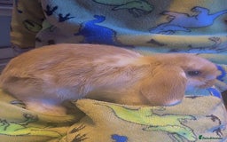 Mini Lop rabbits for sale: Mini lop baby rabbits  - Image 1