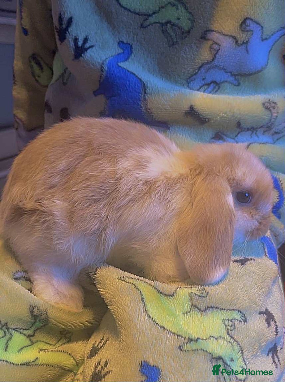 Mini Lop rabbits for sale: Mini lop baby rabbits  - Image 1