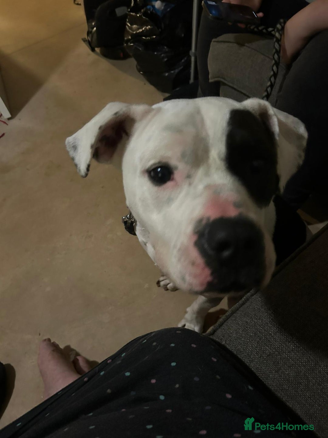 Mixed Breed dogs for sale: Tall staff cross  - Image 3