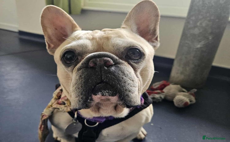 French Bulldog dogs - Advert 1