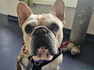 French Bulldog dogs - Advert 30