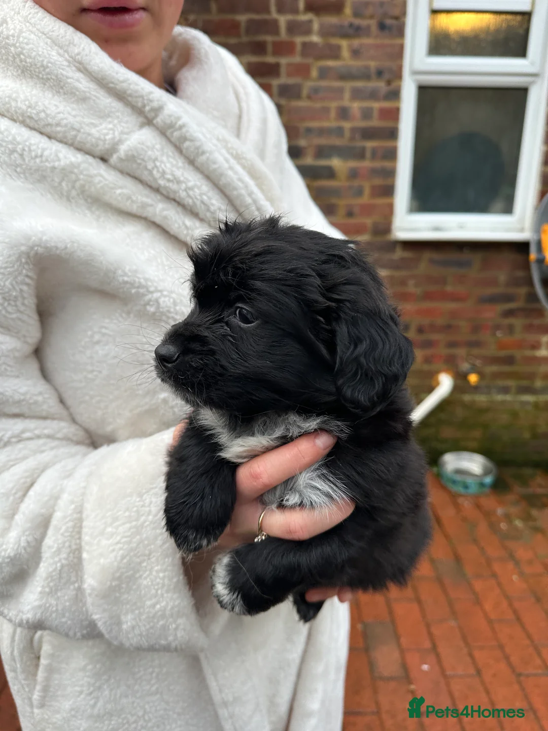 Mixed Breed dogs for sale: Pom X Cocker spaniel  in Cranbrook - Advert 9