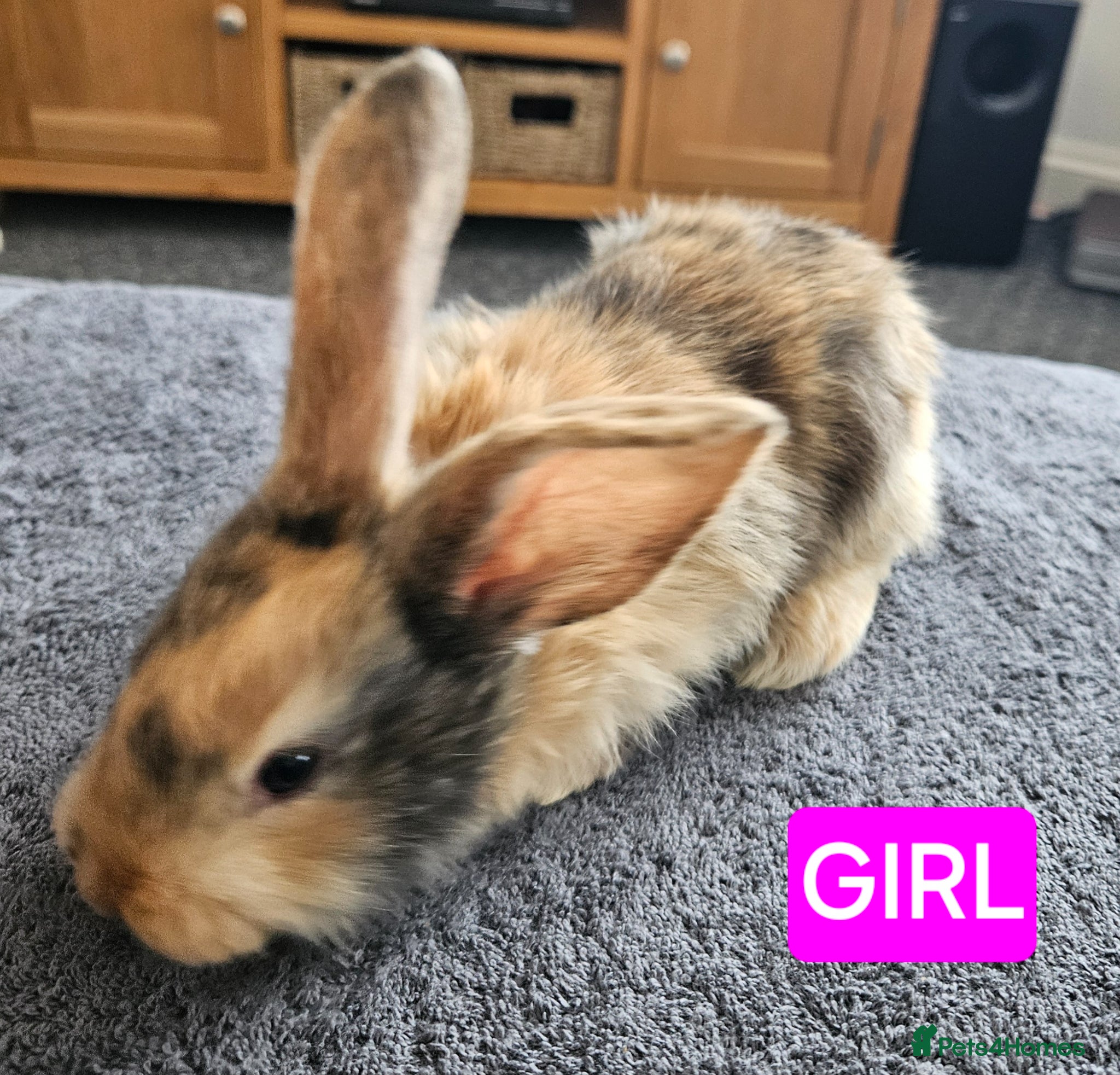 Continental Giant rabbits Continental giant babies x 8 gorgeous and chunky  - Advert 6